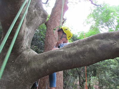 ツリーイング体験【甲山森林公園でロープ木登り！】| 兵庫県