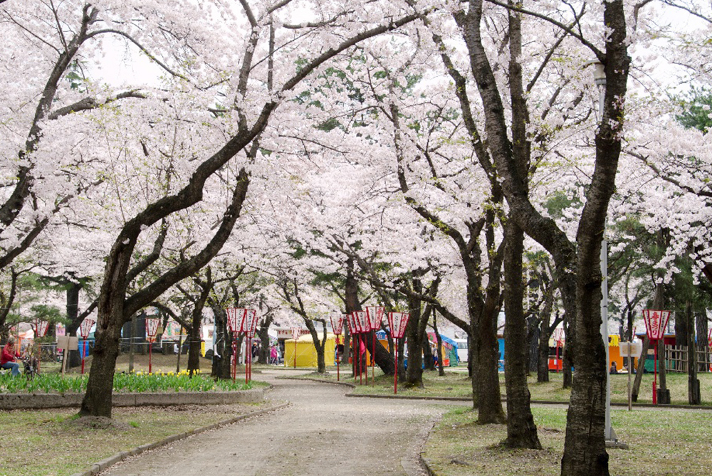 あおもり桜マラソン | 青森県