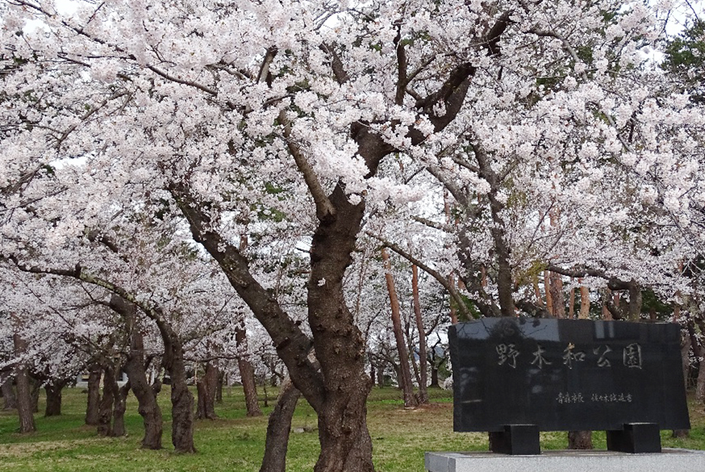 あおもり桜マラソン | 青森県