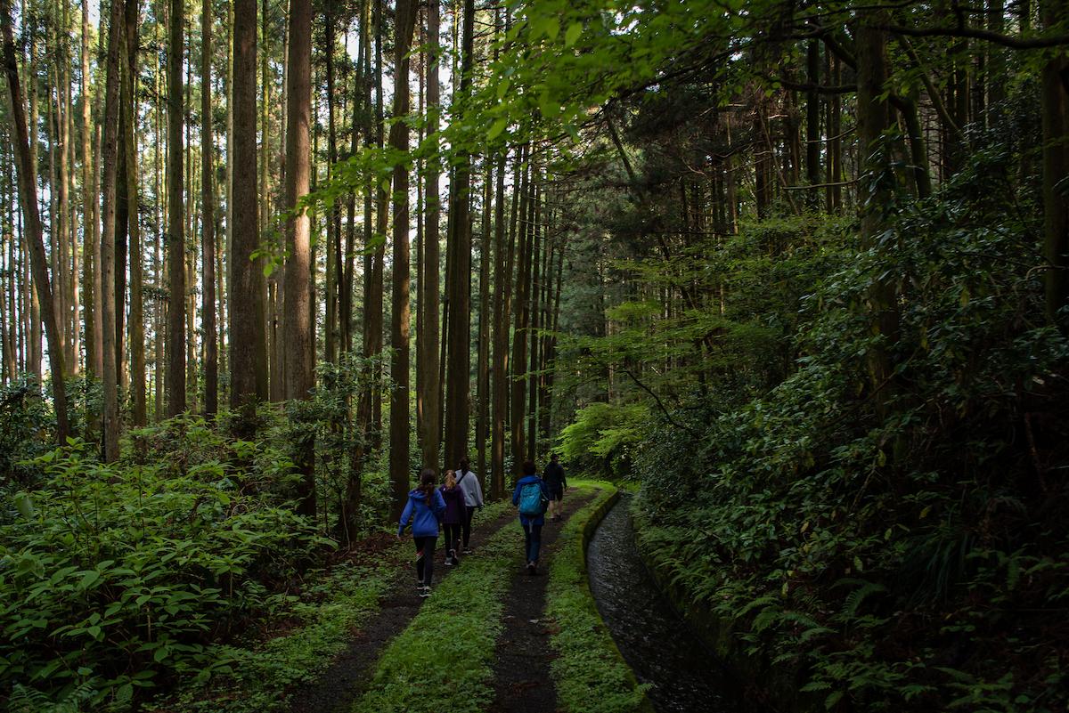 世界で初めてニシゴリラの人付けに成功した女性ガイドが案内する『Mt. Fuji 月夜の森ゴリラ体験ツアー』／山梨